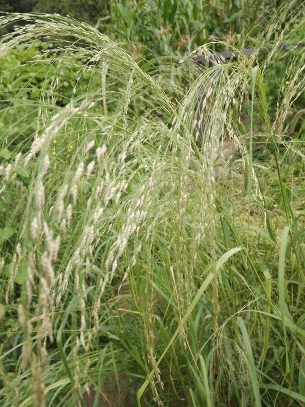 Teff - Igazi amaránt, gabona különlegességek az Egzotikus Növények Stúdiója kínálatából